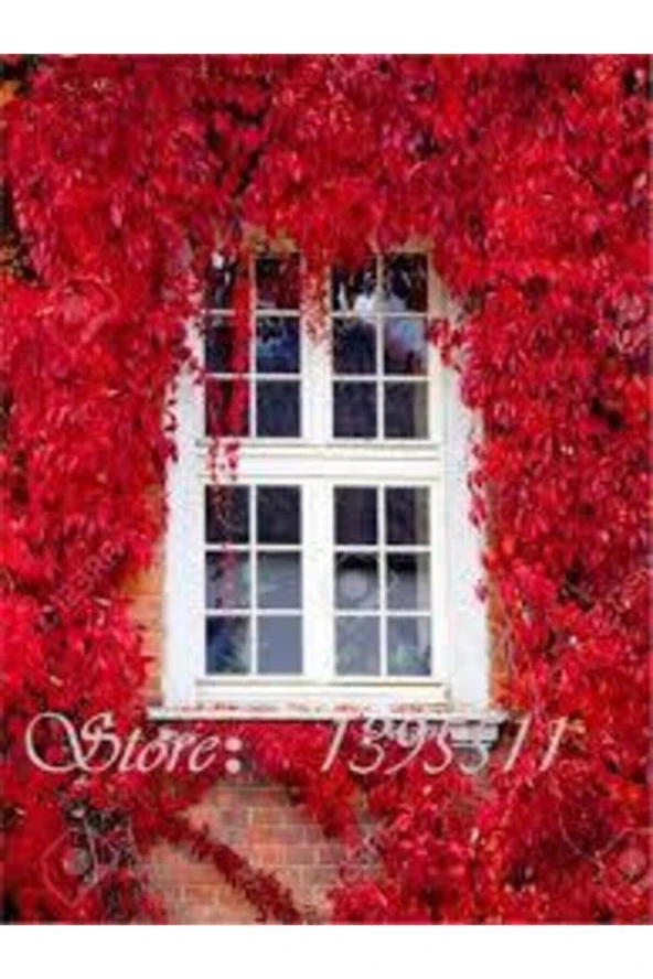 Tohum Çok Nadir Bulunan Kırmızı Japon Samaşık Tohumu Japon Sarmaşığı Sürpriz Hediye Tohumlu 20 Adet - Resim 2