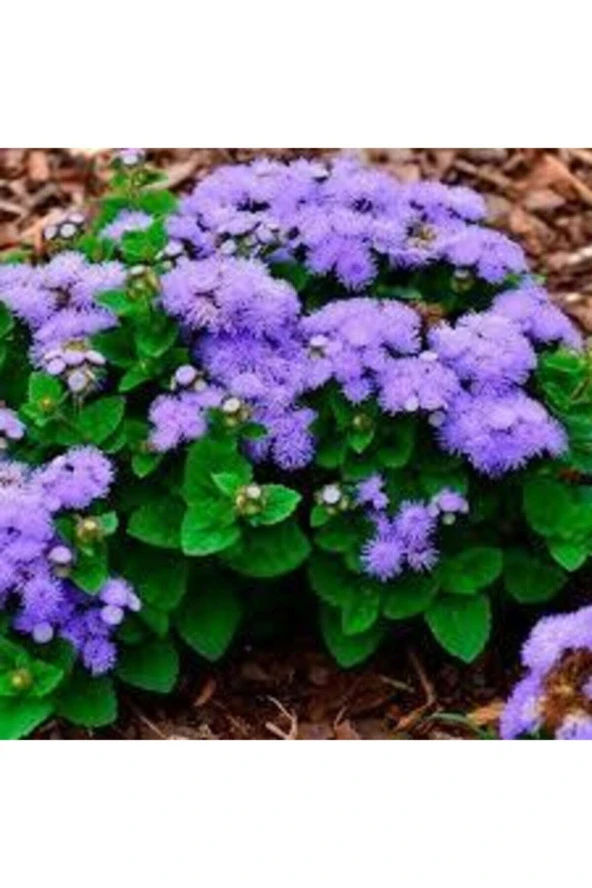 10 Adet Tohum Vapur Dumanı Çiçek Tohumu Vapur Dumanı Çiçeği Hediye Saksı Toprak Sürpriz Hediyelidir ürün görseli