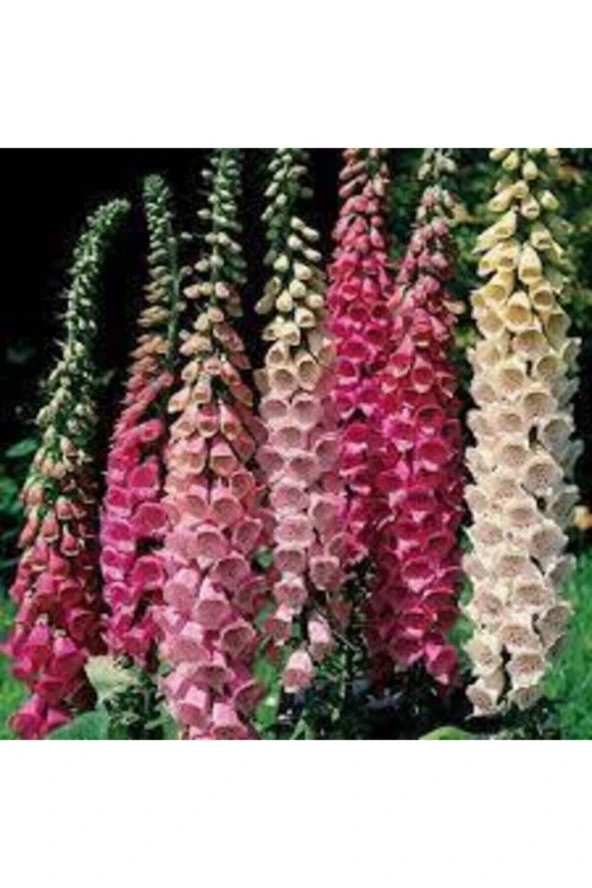 10 Adet Tohum Yüksük Otu Çiçeği Tohumu Çiçek Tohumları Saksı Toprak Sürpriz Hediye Tohumla Gönderi - Resim 3