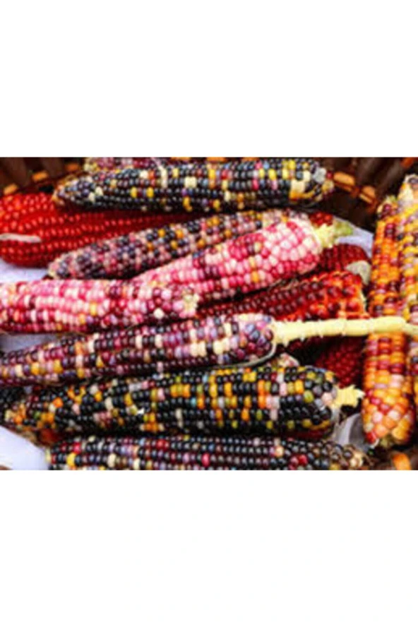 5 Adet Tohum Nadir Renkli Mısır Tohumu Renkli Mısır Hint Mısırı Yeni Mahsül Hormonsuz Verimli - 3