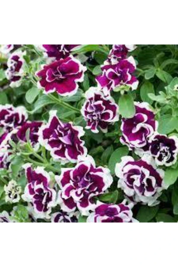 10 Adet Tohum Karışık Petunya Çiçeği Tohumu Saksı Toprak Sürpriz Hediye Bonzai Ağacı Tohumludur - Resim 2