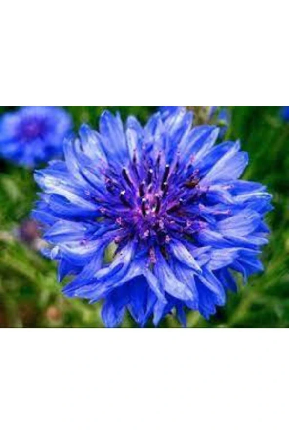 10 Adet Tohum Nadir Bulunan Mavi Kantoron Otu Çiçeği Tohumu Mavi Kantaron Çiçeği Sürpriz Hediyeli - Resim 5