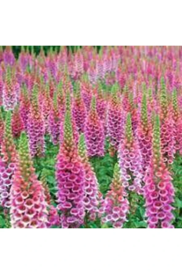 10 Adet Tohum Yüksük Otu Çiçeği Tohumu Çiçek Tohumları Saksı Toprak Sürpriz Hediye Tohumla Gönderi - Resim 4