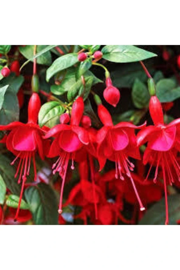 10 Adet Tohum Nadir Kırmızı Küpeli Çiçeği Tohumu Yer Küpeli Çiçek Saksı Toprak Sürpriz Hediyli