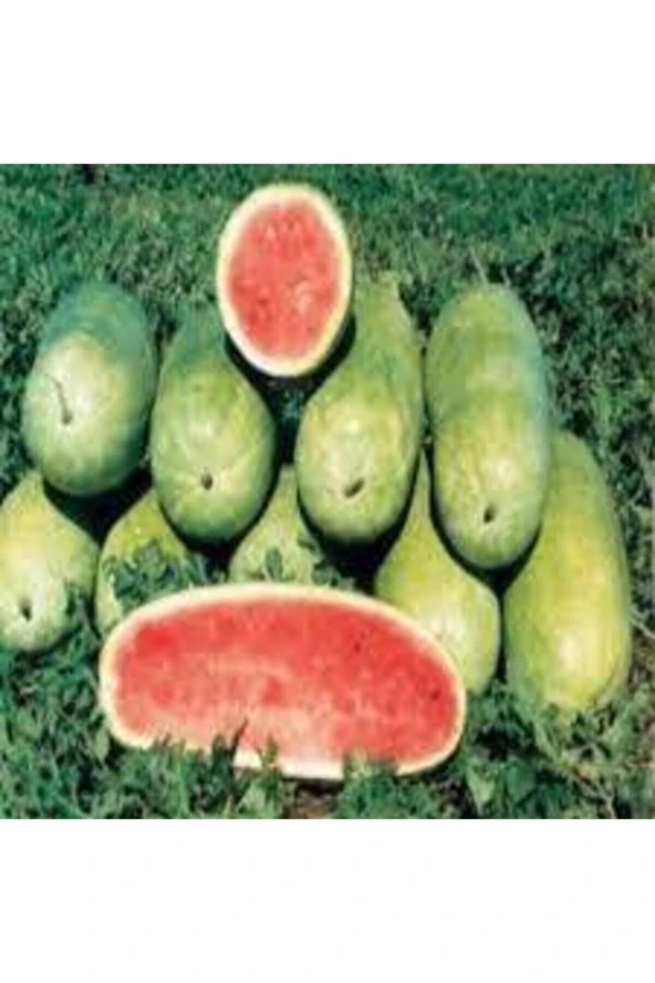 35 Adet Tohum Nadir Çarliston Charliston Gray Dev Karpuz Tohumu Çarliston Gray Sürpriz Hediye Tohum