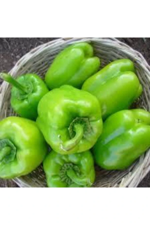 100 Adet Tohum Süper Paket Beyaz Tatlı Dolmalık Biber Dolma Biber Tohumu Sürpriz Hediye Tohum - Resim 2