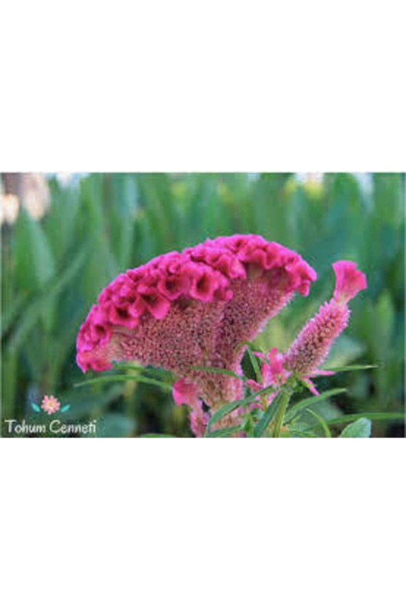 Tohum Horoz Ibiği Çiçeği Tohumu Horozibiği Çiçek Tohum Saksı Toprak Sürpriz Hediye Tohumlu 10 Adet - Resim 2