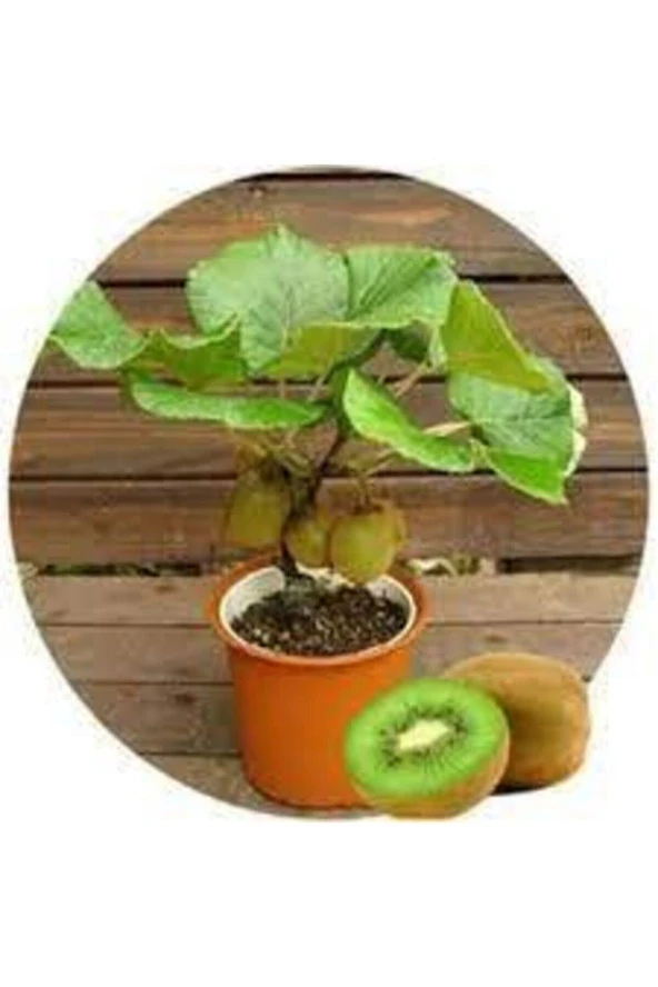 5 Adet Tohum Bodur Kivi Bonsai Ağacı Tohumu Saksı Toprak Süpriz Hediye Bonsai Ağacı Tohumludur - Resim 3