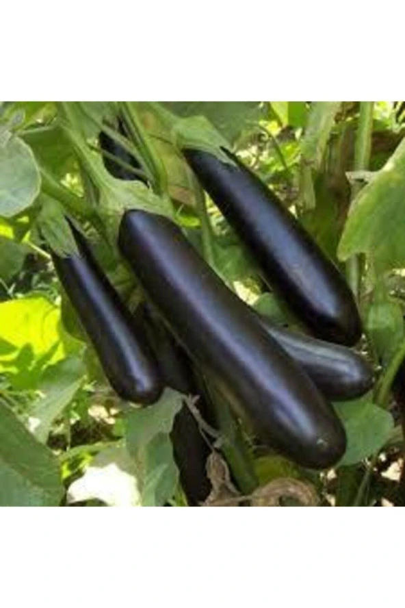 10 Adet Tohum Kemer Palıcan Tphumu Orjinal Yerli Tohum Kemer Patlıcanı Tohumu Sürpriz Hediye Tohumlu - 2