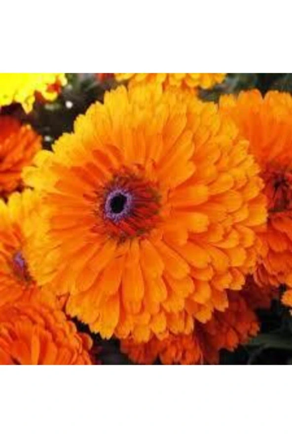 10 Adet Tohum Portakal Nergizi Çiçeği Tohumu Aynı Nergis Çiçeği Saksı Toprak Sürpriz Hediye Tohum