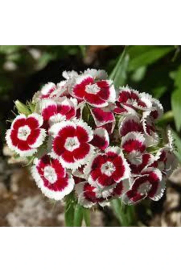 10 Adet Tohum Karışık Hüsnü Yusuf Çiçek Tohumu Hüsnü Fusuf Saksı Toprak Süpriz Çiçek Tohumludur