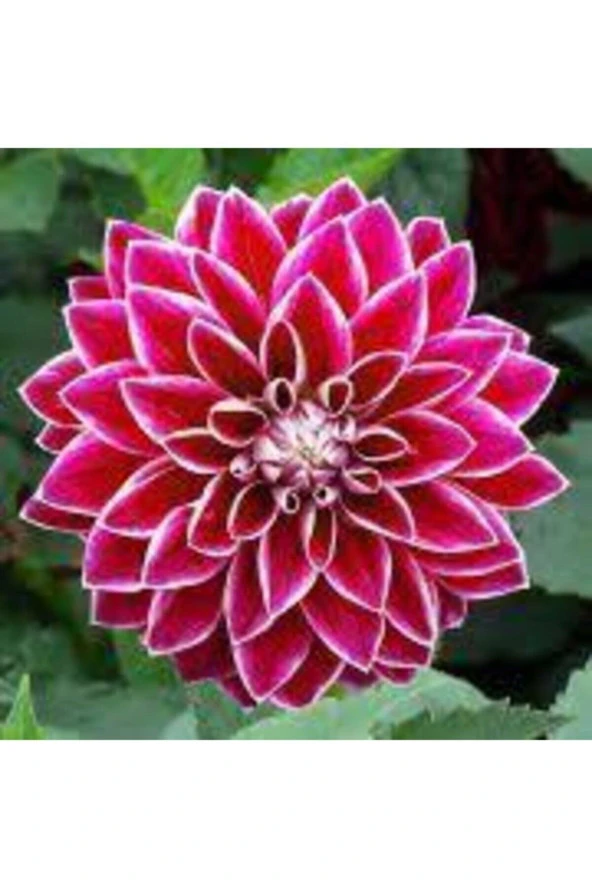 10 Adet Tohum Dev Hollanda Dehlia Çiçeği Yıldız Çiçeği Tohumu Saksı Toprak Süerpriz Hediye Tohumludu