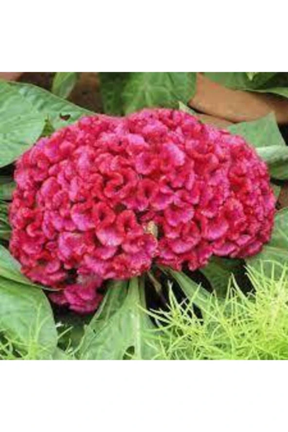 Tohum Horoz Ibiği Çiçeği Tohumu Horozibiği Çiçek Tohum Saksı Toprak Sürpriz Hediye Tohumlu 10 Adet - Resim 3