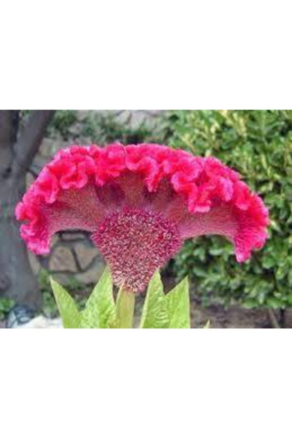 10 Adet Tohum Horoz Ibiği Çiçeği Tohumu Horozibiği Çiçek Tohum Saksı Toprak Sürpriz Hediye Tohum