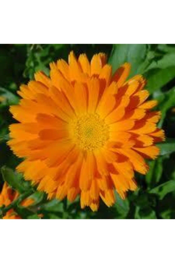 10 Adet Tohum Portakal Nergizi Çiçeği Tohumu Aynı Nergis Çiçeği Saksı Toprak Sürpriz Hediye Tohum - 2