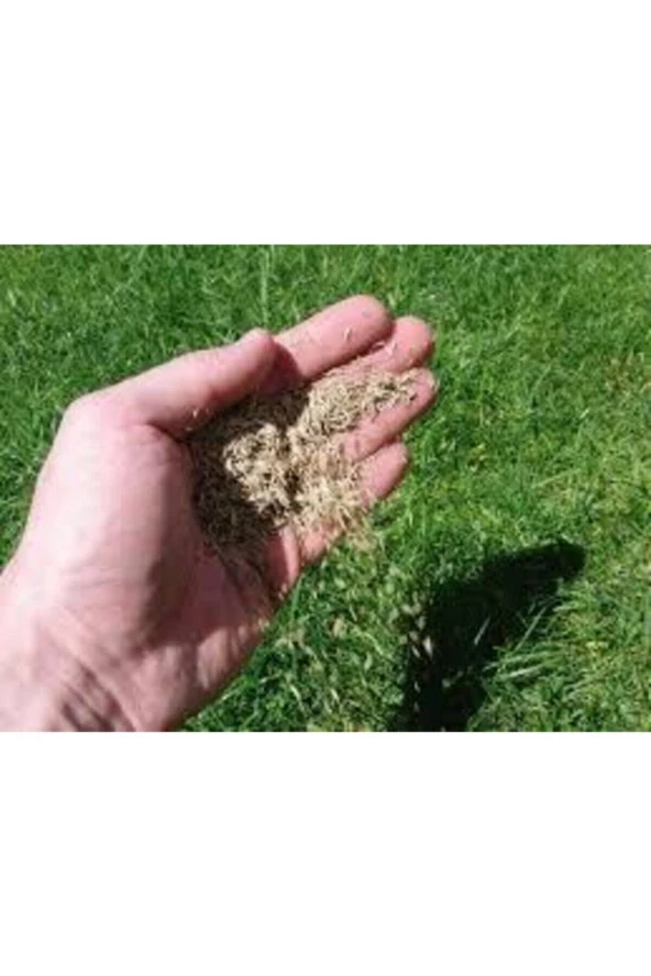 500 gr İthal 3'lü Çim Tohumu ürün görseli 1