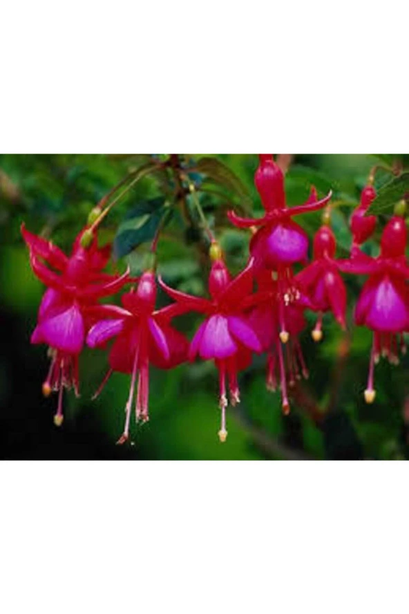 20 Adet Tohum Nadir Kırmızı Küpeli Çiçeği Tohumu Yer Küpeli Çiçek Saksı Toprak Sürpriz Hediye - Resim 4