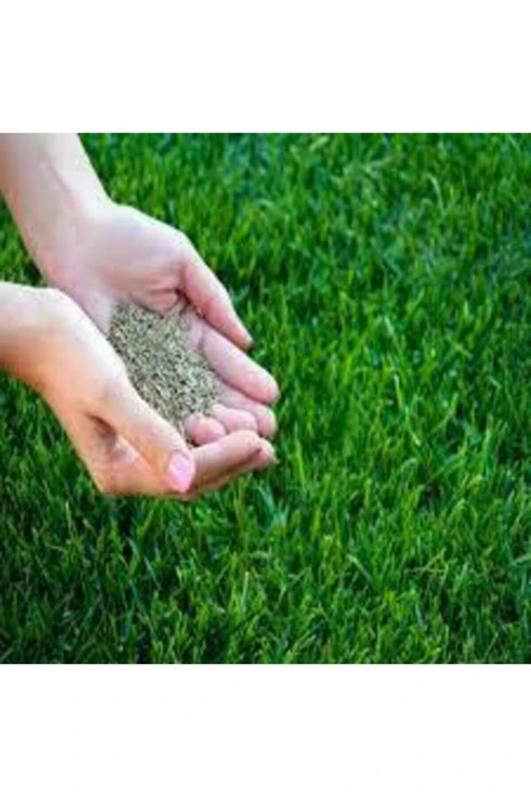 500 gr İthal 3'lü Çim Tohumu - Resim 2