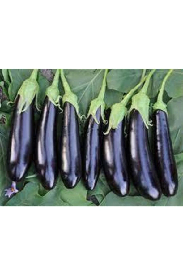 10 Adet Tohum Kemer Palıcan Tphumu Orjinal Yerli Tohum Kemer Patlıcanı Tohumu Sürpriz Hediye Tohumlu - 5