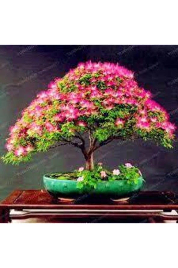 5 Adet Tohum Gülübirişim Bonsai Ağaç Tohumu Muhteşem Çiçeği Ve Kokusu Ile Özel Ağaç Sürpriz Hediye ürün görseli