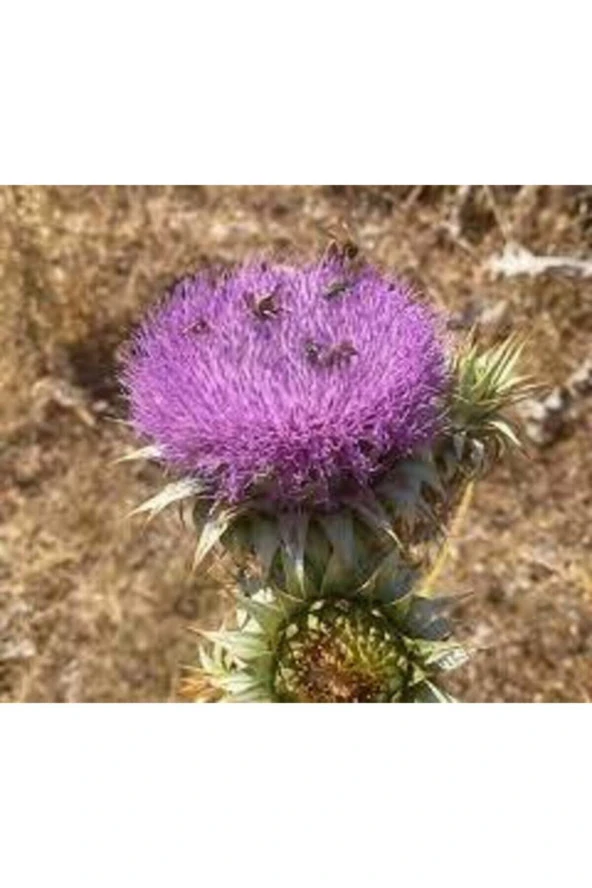 20 Adet Tohum Nadir Bulunan Deve Dikeni Çiçeği Tohumu Kenger Genger Çiçeği Olrak Bilinir Sürpriz Hed ürün görseli