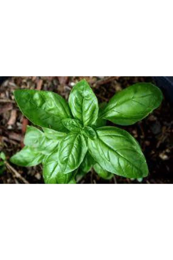 25 Adet Tohum Yeşil Yapraklı Mis Kokulu Fesleğen Çiçeği Tohumu Fesleğen Çiçeği Saksı Topraklı Hediye - Resim 3