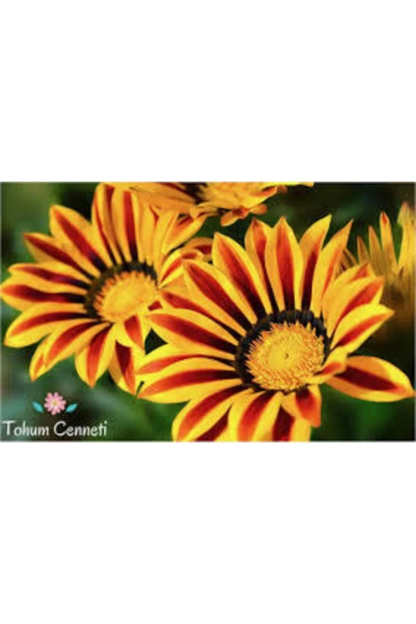 10 Adet Tohum Nadir Bulunan Koyun Gözü Çiçeği Koyun Gözlü Çiçek Tohumu Sürpriz Hediye Yeni Sezon - 3