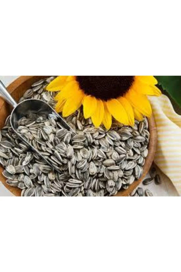 15 Adet Tohum Ay Çekirdeği Çiğdem Güne Bakan Tohumu Saksı Toprak Sürpriz Hediye Tohumla Gönderilir - Resim 4