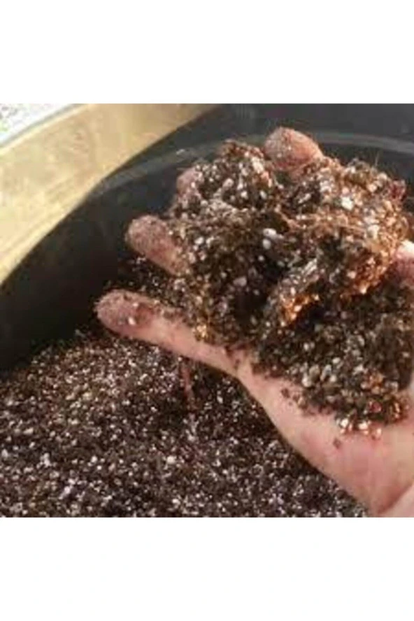 3 l Zengin Karışım Bonsai Ağacı Tohumu - Resim 3