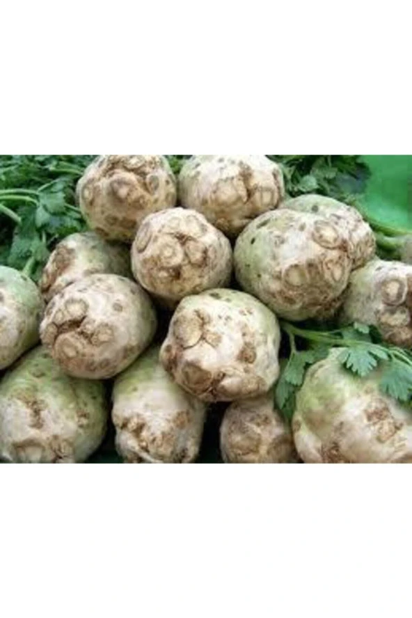 Kereviz Tohum 5 Adet - 2