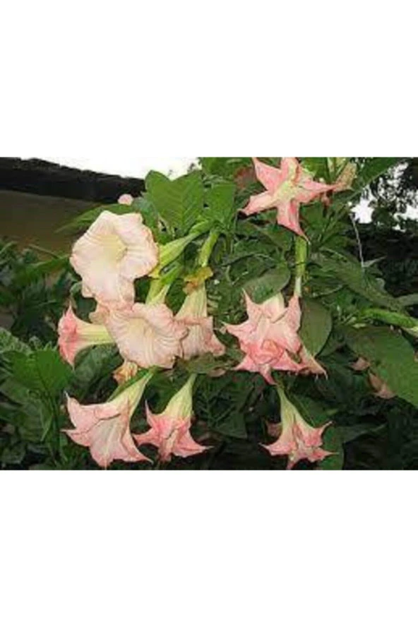 5 Adet AMelek Çiçeği Tohum - Resim 3