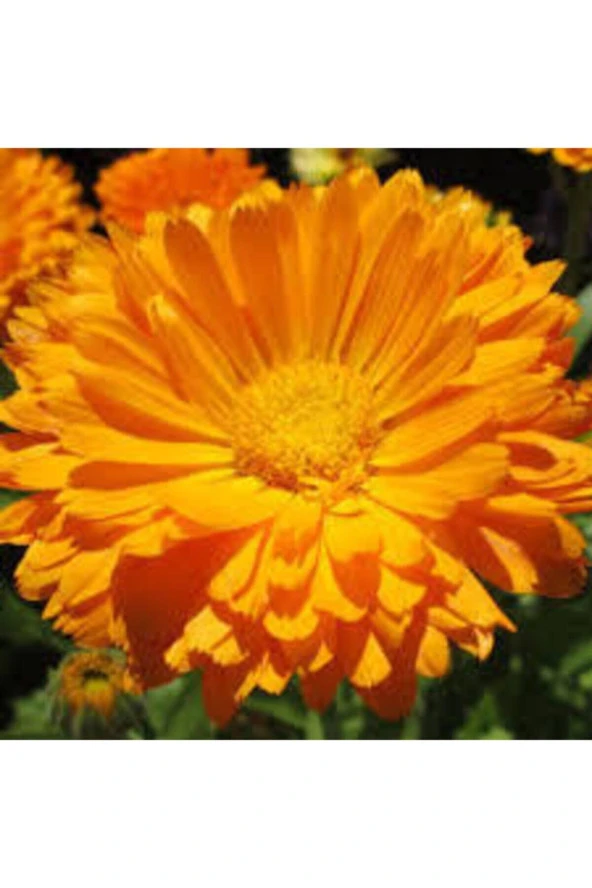 10 Adet Tohum Portakal Nergizi Çiçeği Tohumu Aynı Nergis Çiçeği Saksı Toprak Sürpriz Hediye Tohum - 3