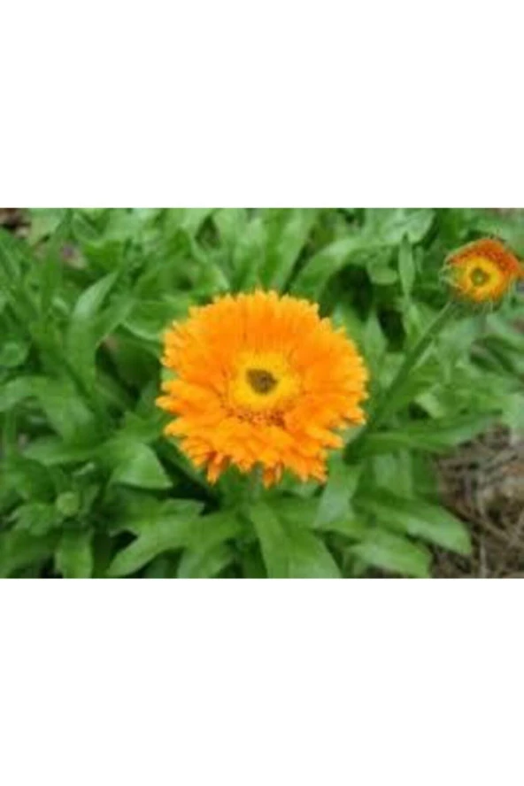 10 Adet Tohum Portakal Nergizi Çiçeği Tohumu Aynı Nergis Çiçeği Saksı Toprak Sürpriz Hediye Tohum - 4