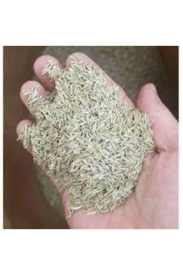 500 gr İthal 3'lü Çim Tohumu - Resim 3