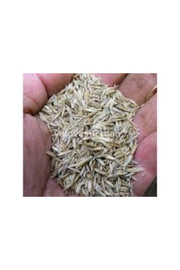 500 gr İthal 3'lü Çim Tohumu - Resim 4