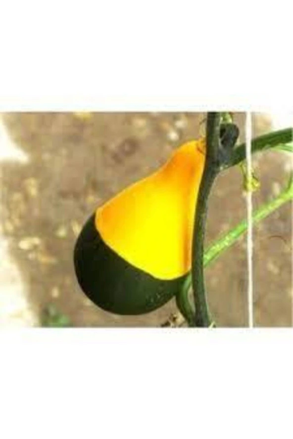 5 Adet Nadir Siyah Sarı Kabak Yeni Tohum Tropikal Süs Kabağı Tohumu Saksı Toprak Hediyemiz - 4