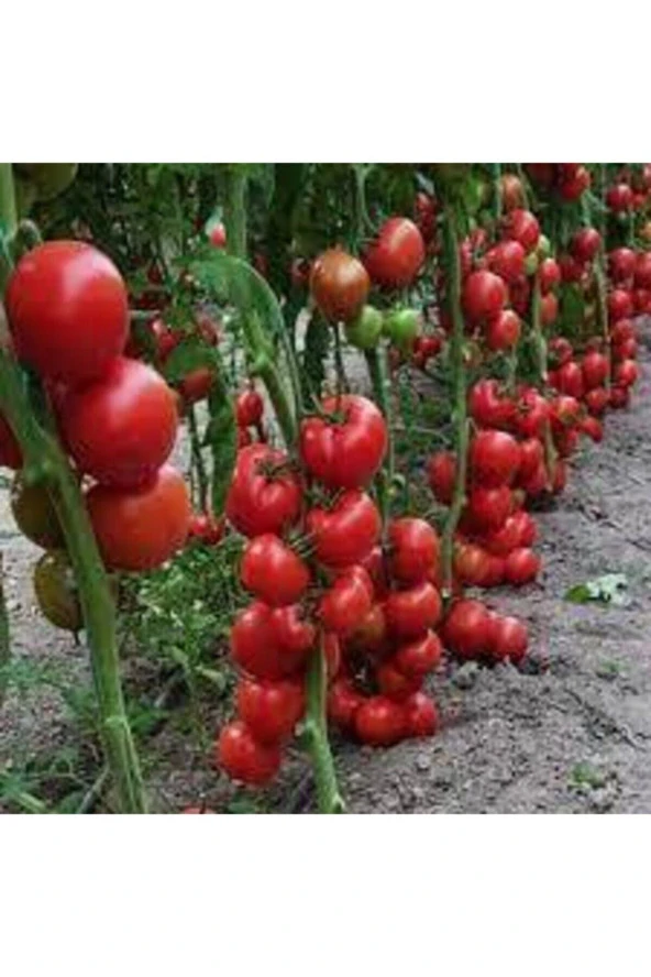 Domates Yerli Tohum  5 Adet ürün görseli