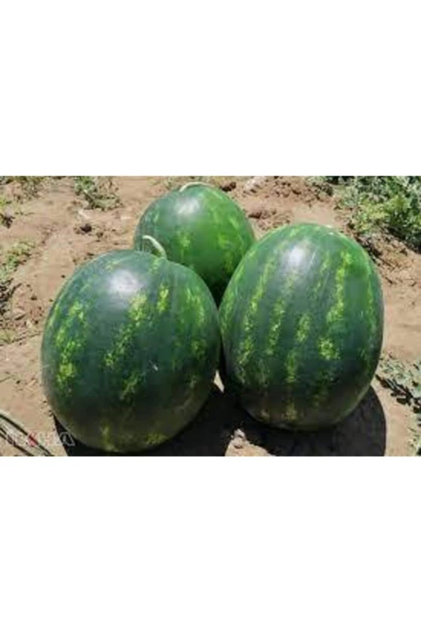 100 Addet Tohum Eko Paket Adana Karpuzu Tohumu - 3