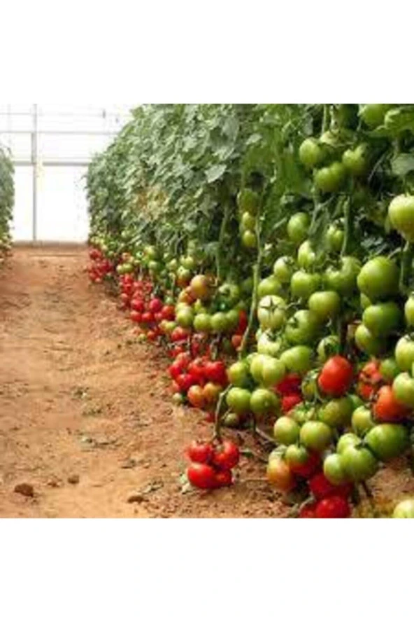 Domates Yerli Tohum  5 Adet - Resim 3