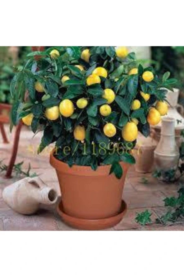 5 Adet Tohum Bodur Bonsai Limon Ağacı Tohumu Italyan Limon Seti Saksı Toprak Sürpriz Hediye Tohum - Resim 2