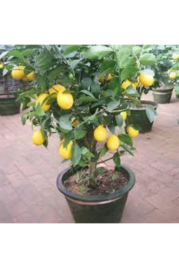 5 Adet Tohum Bodur Bonsai Limon Ağacı Tohumu Italyan Limon Seti Saksı Toprak Sürpriz Hediye Tohum - Resim 3