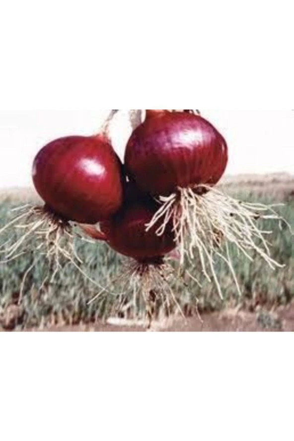 Kışlık Kuru Soğan Tohum 30 Adet ürün görseli 1
