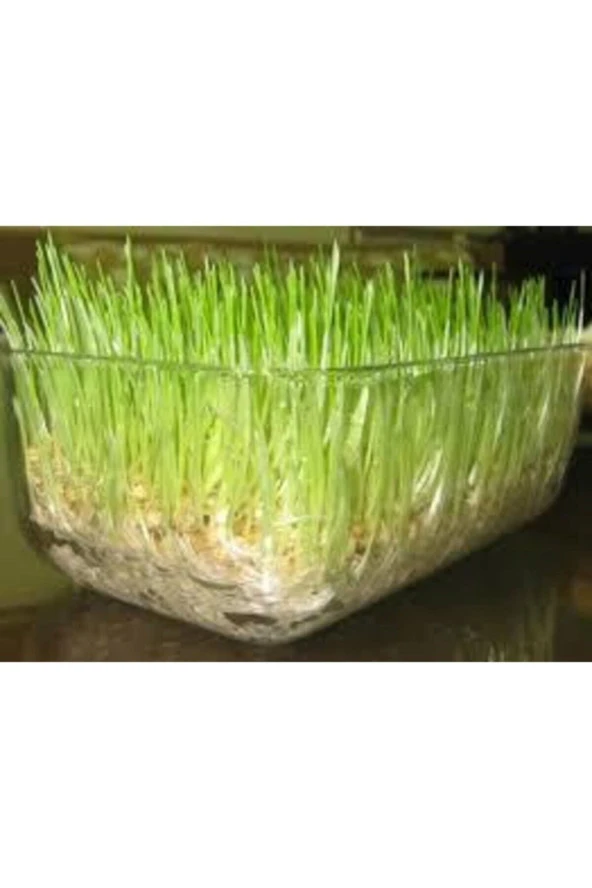 Dev Isviçre Menekşesi 10 Adet Tohum