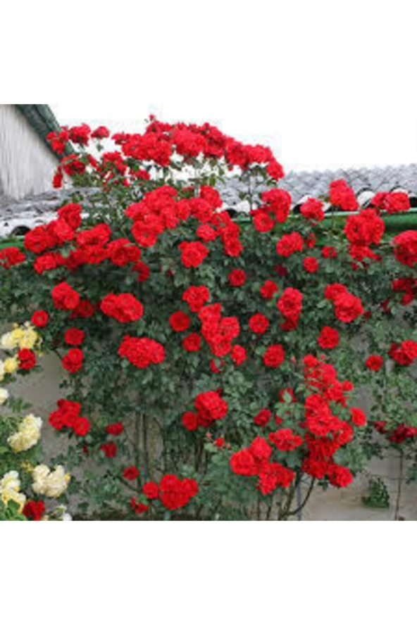 20 Adet Tohum Kırmızı Gül Sarmaşık