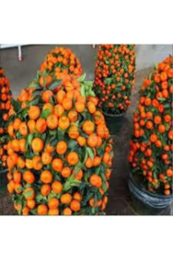 5 Adet Tohum Bodur Mandalina Ağacı - Resim 2