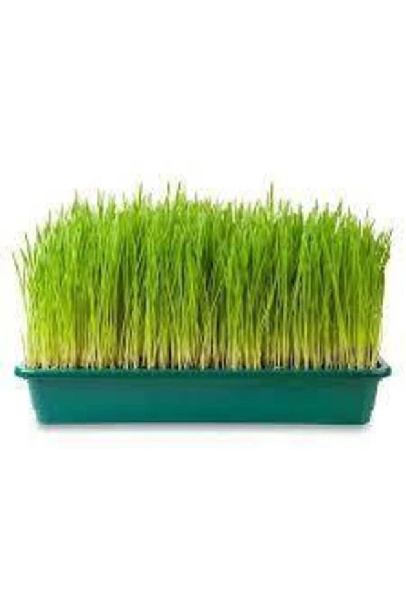 Dev Isviçre Menekşesi 10 Adet Tohum - 2