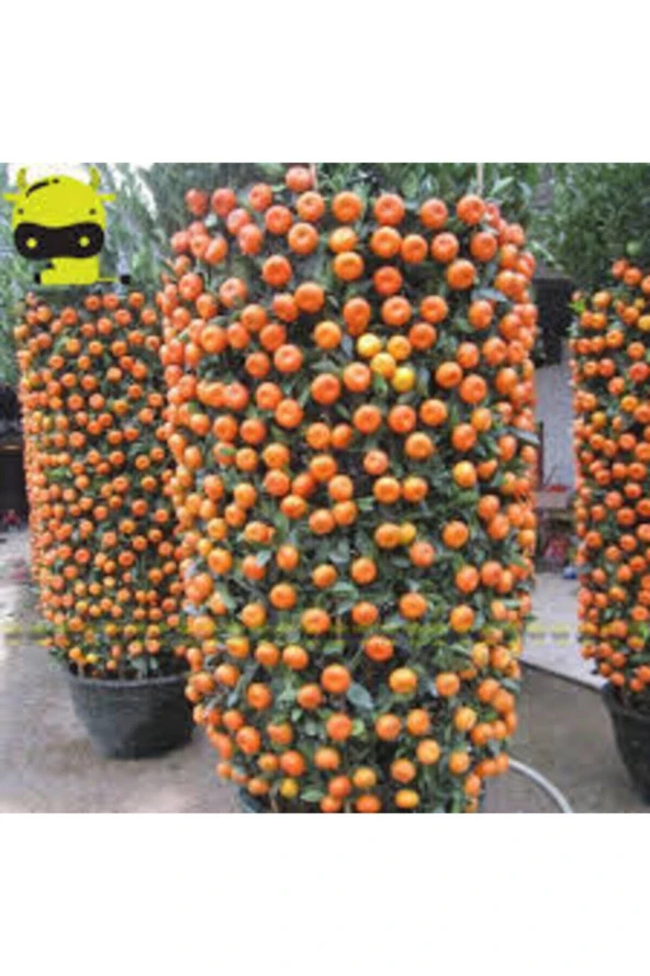 5 Adet Tohum Bodur Mandalina Ağacı - Resim 3