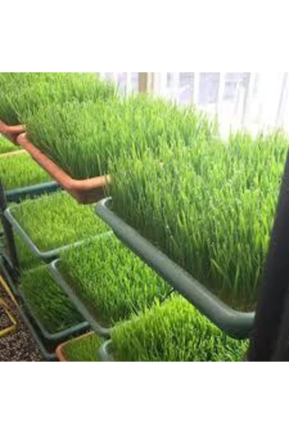 Dev Isviçre Menekşesi 10 Adet Tohum - 3