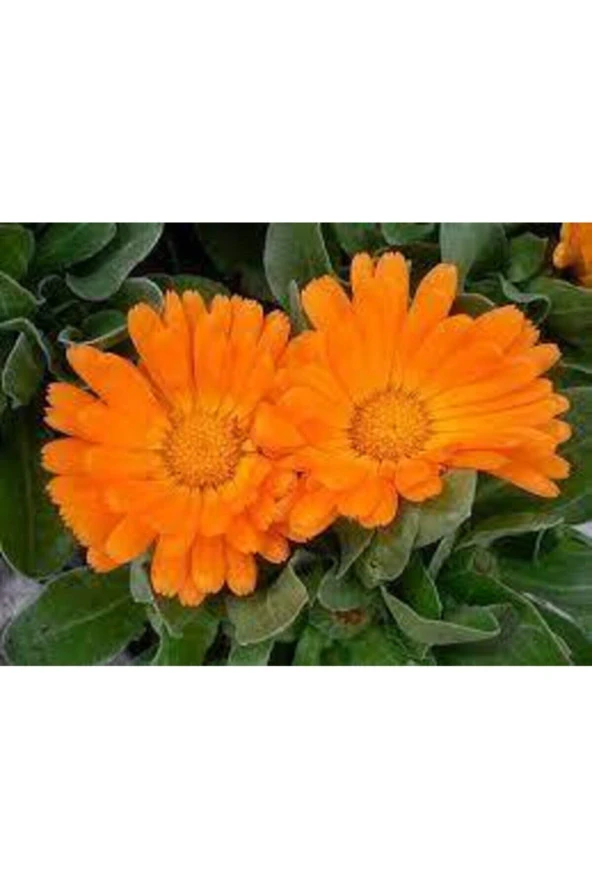 10 Adet Tohum Portakal Nergisi Çiçeği - 3