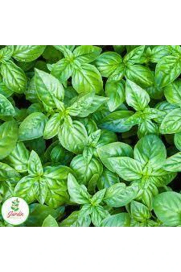 25 Adet Tohum Yeşil Yapraklı Fesleğen Çiçeği - Resim 2